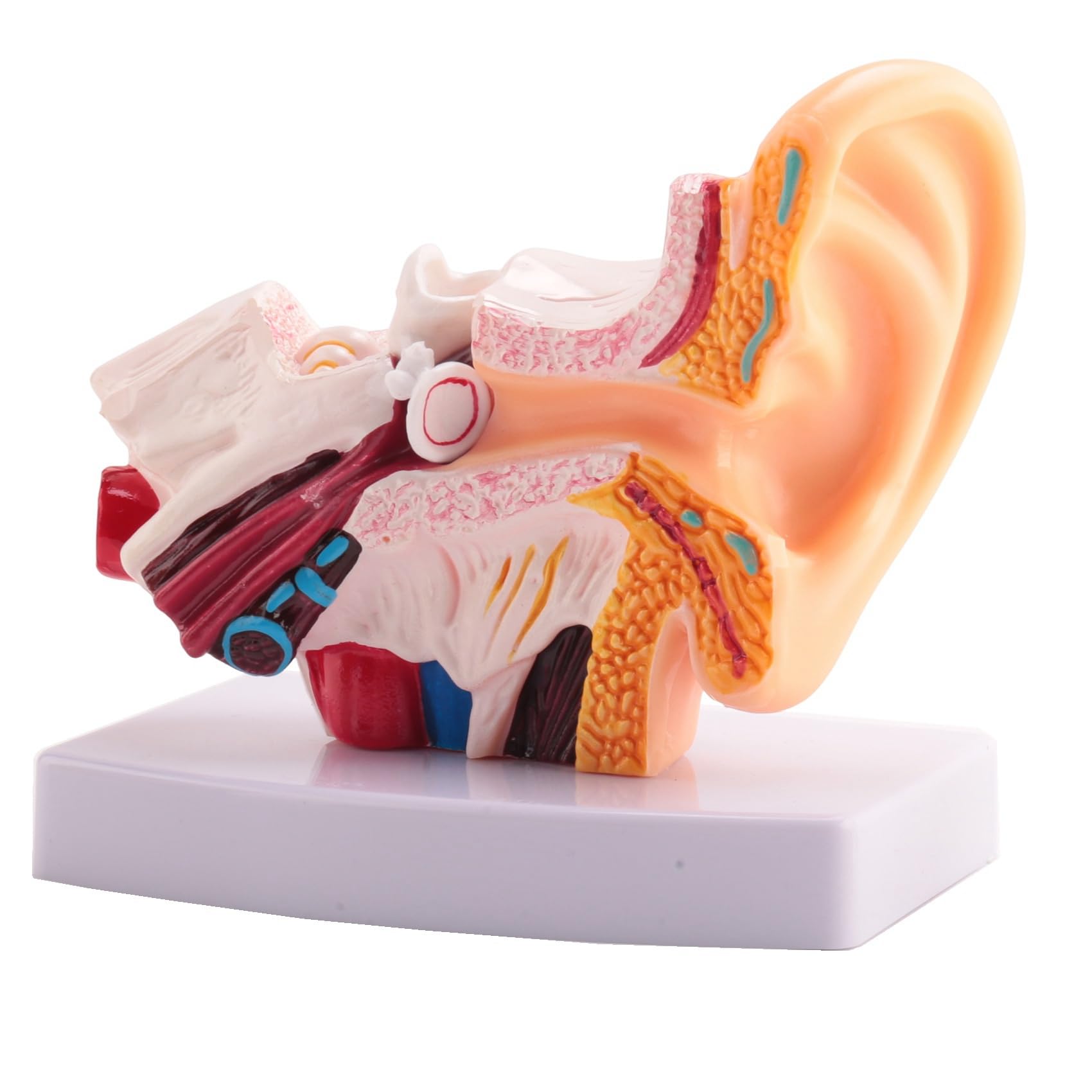 L'anatomia dell'orecchio umano | Centro Acustico Toscano