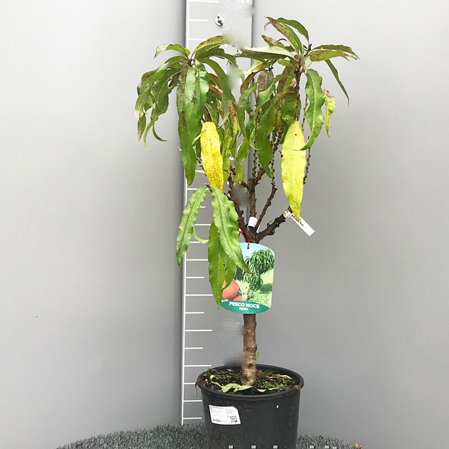 SAVINI VIVAI Pianta Nana di Pesco Piante da Frutto Nane Pesca Albero in vaso 22-24 cm 2-3 Anni Altezza 100-110 cm Made in Italy