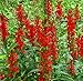 Cardinal Flower Lobelia Cardinalis Seeds Perennial for Hummingbirds Bulk FR11 (700 Seeds, or .05 Gram)