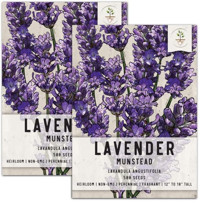 Seed Needs, Munstead Lavender Seeds for Planting (Lavandula angustifolia) Twin Pack of 500 Seeds Each - Heirloom, Non-GMO & Untreated - Fragrant Flowers to Attract Butterflies & Other Pollinators