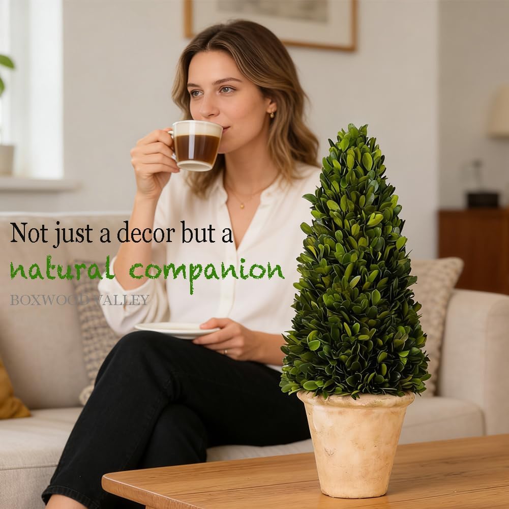 Real Preserved Boxwood Evergreen Potted Tree Globe Tree Topiary in Terracotta Planter, Home Decor Christmas, New Year, Anniversary, Housewarming Decor(Cone Topiary, 17 inches)