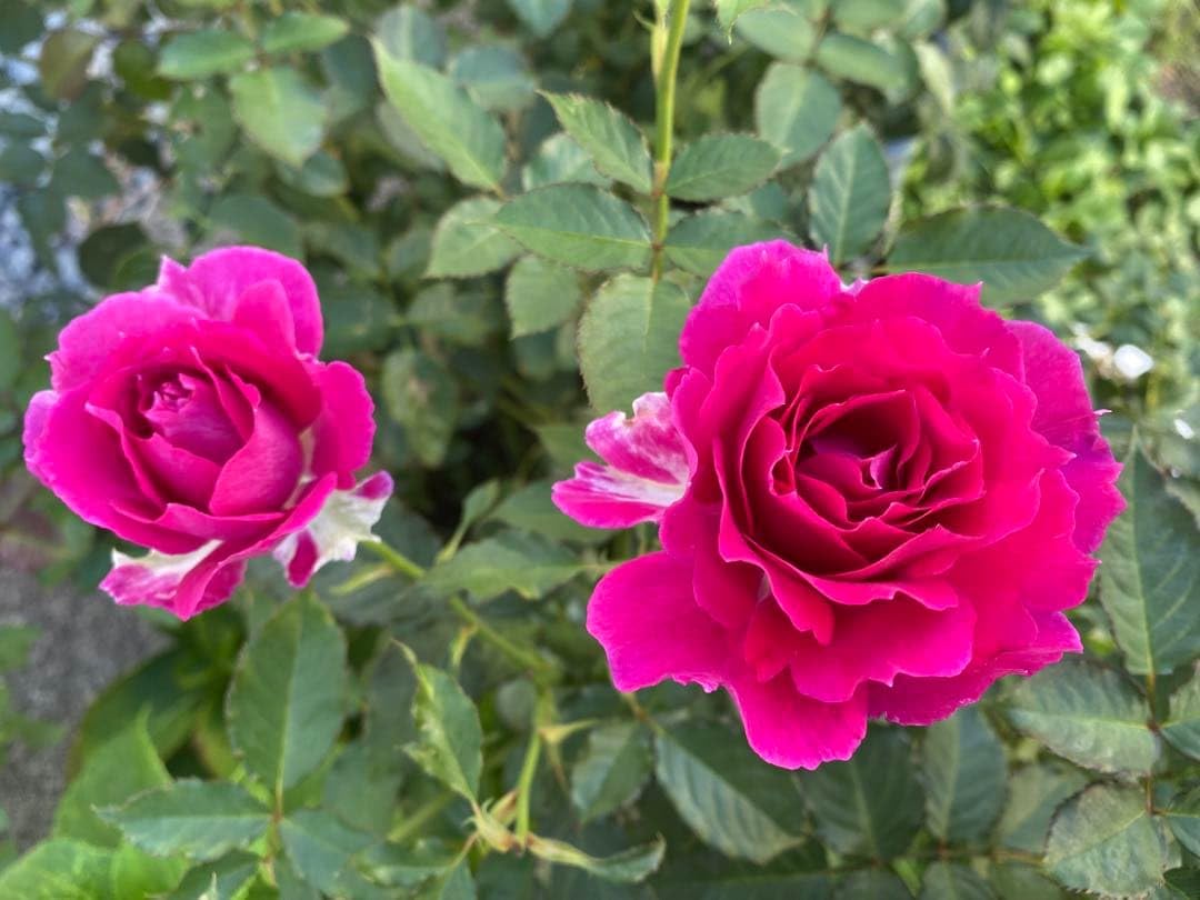 Amazon｜バラ苗 薔薇苗 濃いピンク色バラ 挿木苗｜観葉植物 オンライン通販