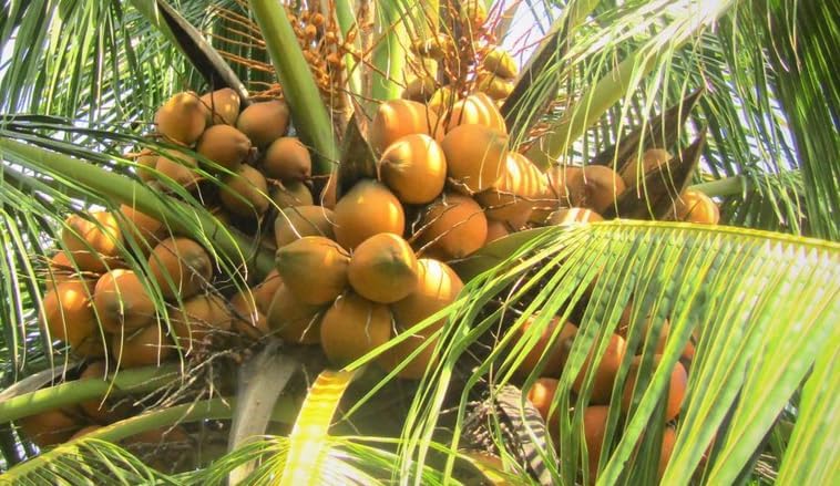 Live Dwarf Malayan Coconut Plant Yellow Coconut Tree, Cold Hardy Tree, Grow Outdoor, Large Fruit Plant 6-8 Inc Tall