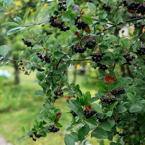 Black Chokeberry Bush Seedlings for Planting 5 Seedlings
