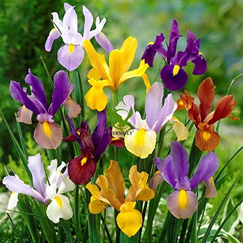 FERNSFLY® IMP. Dutch Iris Excellent Quality Flower Bulbs for Attractive Aromatic Flowers Home Outdoor Gardening Plants Flowering Bulbs (pack of 6, Multi- Mix) (B08P4Z455Y) Amazon Price History, Amazon Price Tracker
