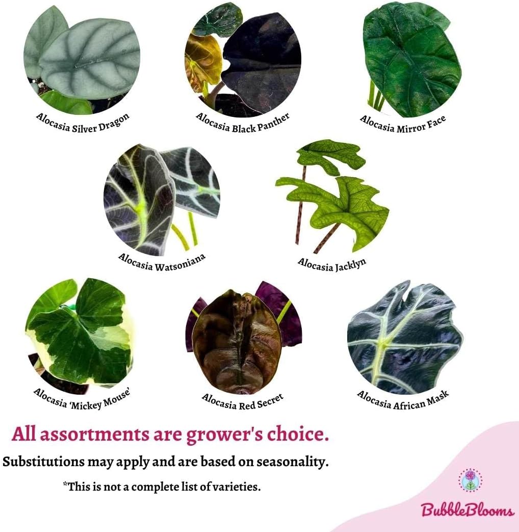 BubbleBlooms Rare Alocasia Assortment, 2 inch Set of 3, Jewel, Jacklyn, Cuprea Pixie Plants