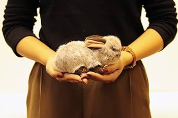 Amazon.co.jp: 吉徳 りくのなかまたち ウサギ ぬいぐるみ グレー