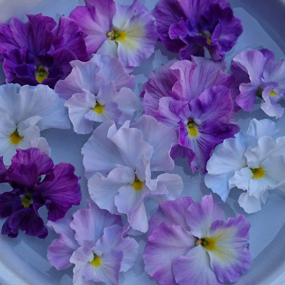 Amazon.co.jp: Pansy, Lavender Lace, Flower Roman, Frill