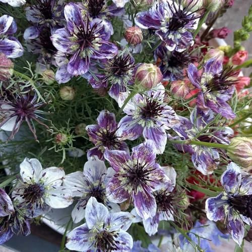 vergine nel seme verde - giardino balcone semi di rocce resistenti resistenti Decorazione 300pcs