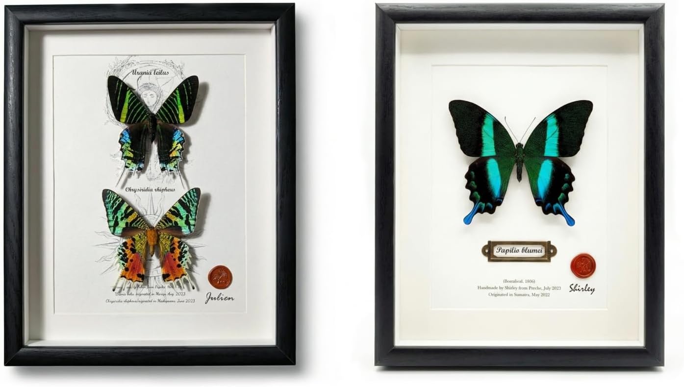 ArsVenciik 2-Piece Real Butterfly & Moth Taxidermy Set - Framed Peacock Swallowtail & Sunset Urania Duo Specimen - 8x10 Black Shadow Box Wall Art, Unique Nature Decor & Gift