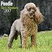 Miniature Poodle Calendar 2017 - Toy Poodle Calendars - Dog Breed Calendars - 2016-2017 wall calendars - 16 Month by Avonside