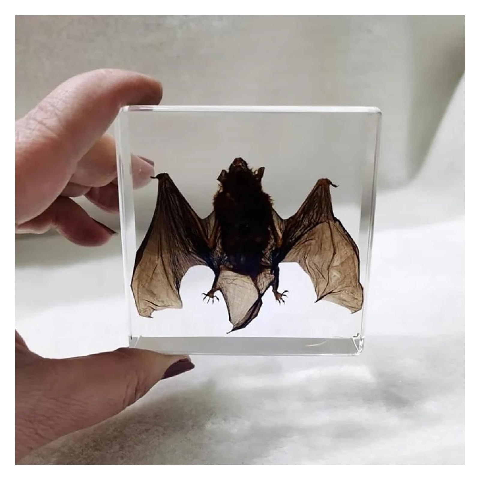 Vnook Résine De Taxidermie, Insecte en Résine Animal, Véritable Animal De Chauve-Souris, Échantillon Intégré Au Squelette, Taxidermie/Chauve-Souris