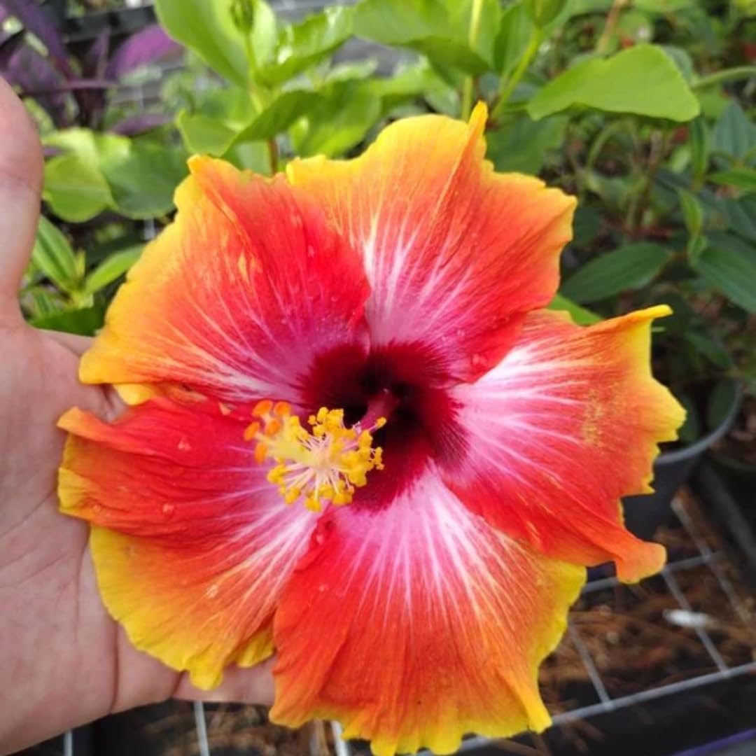 Hibiscus Plants Live, Perenial and Easy to Plant, 8 to 12 Inch Tall, Colorful Flower for Garden, Hibiscus Plants Live - Sunset