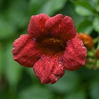 Vista 5 de Semillas de vid de trompeta de colibrí rojo oscuro Colibríes resistentes Love It jocad (20 semillas)