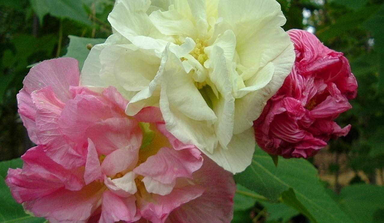 See full amazon price history chart for The Entacloo Your Shop Live Land Lotus Double Flower Plant - Padma Hibiscus Flower -Confederate Rose Flower - 1 Plant - Pack In Poly Bag The Entacloo Your Shop Live Land Lotus Double Flower Plant - Padma Hibiscus Flower -Confederate Rose Flower - 1 Plant - Pack In Poly Bag (B0916H17B3) Amazon Price History, Amazon Price Tracker