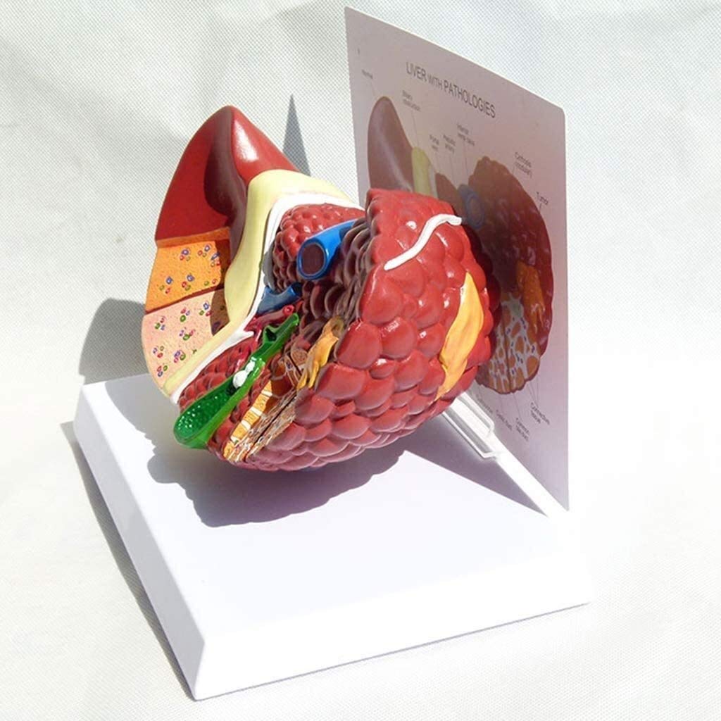 Buy Body Model Structure Science Anatomy Visceral Models 3D Anatomical