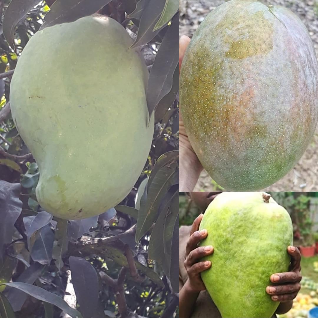 M-Tech Gardens Rare Mango Fruit Plant (Noorjahan Giant, Grafted Hybrid) Exotic 1 Live Fruit Plant (B0BSSRP2XB) Amazon Price History, Amazon Price Tracker