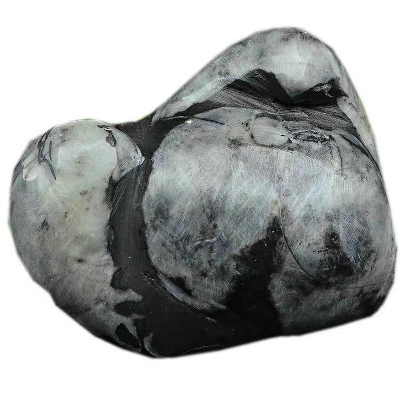 Rare Prehistoric Jurassic Period Invertebrate Stringocephalus Fossil