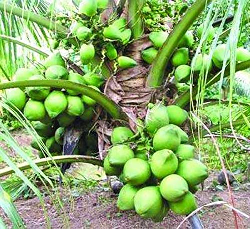 Arlo Hybrid Rare Coconut Live Plant Dwarf Coconut Live Plant- " Yellow Green Malayan " Coconut Live Plant Kerala Nature Coconut Tree.1 Healthy Live Plant (B07GZCFZ7D) Amazon Price History, Amazon Price Tracker
