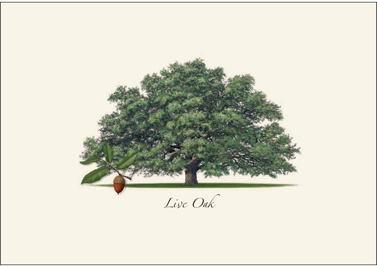 Earth Sky + Water - Live Oak Notecard Set - 8 Blank Cards with Envelopes