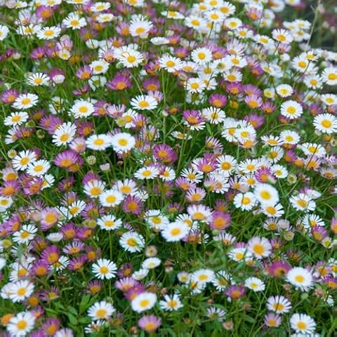You Garden - Mexican Fleabane Perennial Plants Cover