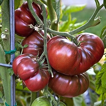 Black Krim Tomato Seeds Packet of 10 Seeds