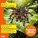 Schleich WILD Life | Vogelspinne 14829 | 6 x 8 x 2 cm