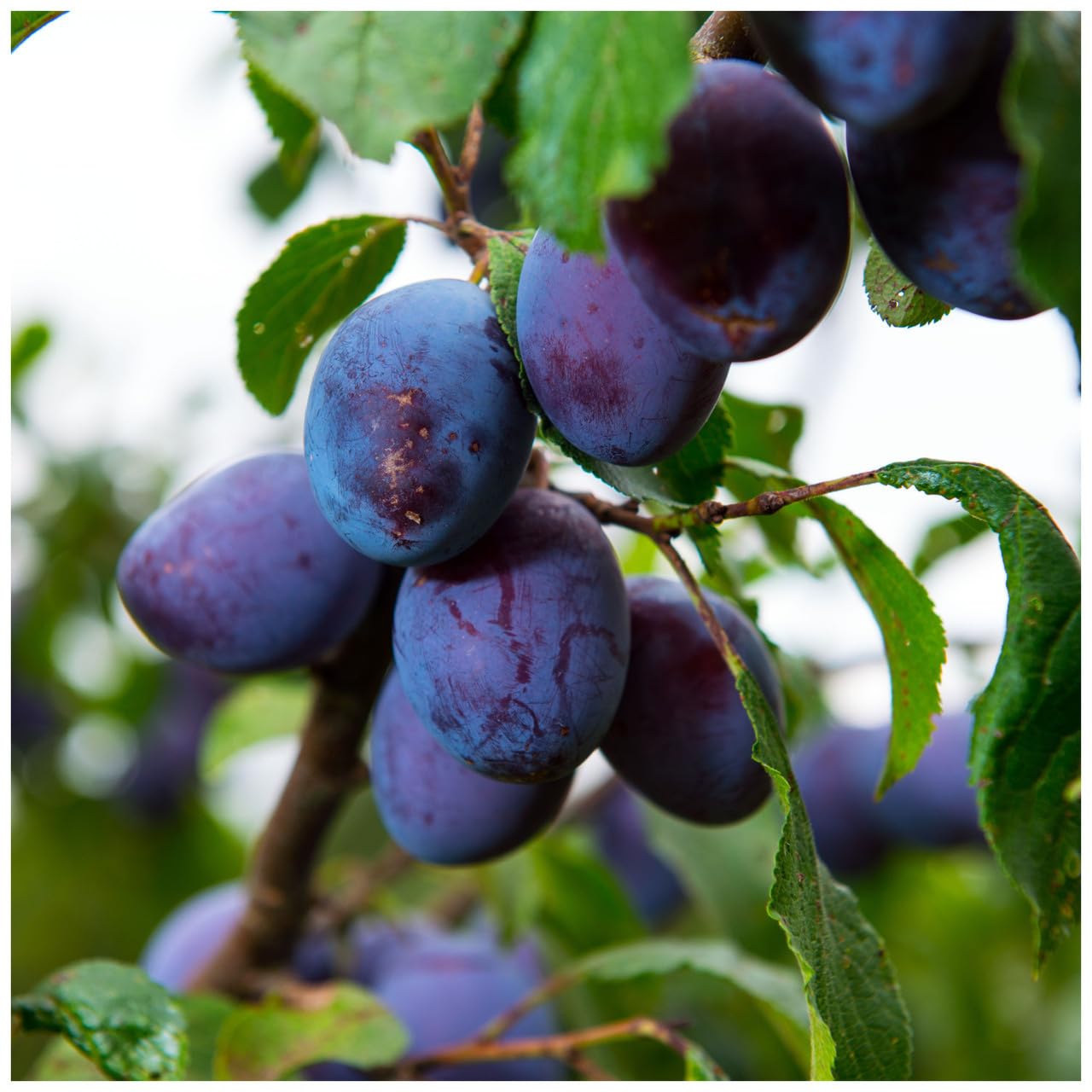 Dwarf Patio Merryweather Damson Tree, in a 5L Pot, Miniature & Self-Fertile