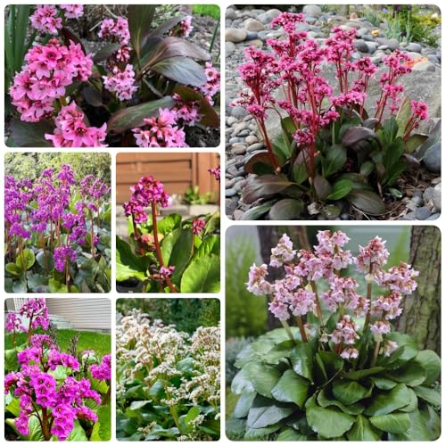 Semi di autunnali di Bergenia, d'appartamento Bergenia cordifolia - giardino di perenni resistenti Le da giardino sono 300pcs
