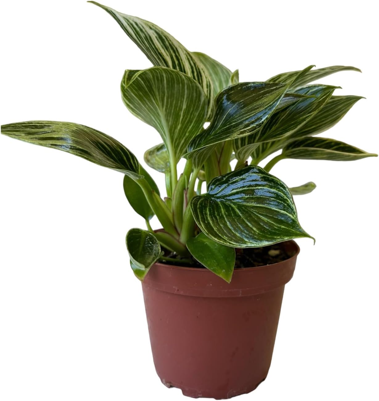 Hopewind Plnats Shop - Philodendron Live Plant, Air Purifying, Easy Care, Easy to Grow, Rare Variety, Live Indoor Plant, 4 inch Pot (Philodendron Birkin)