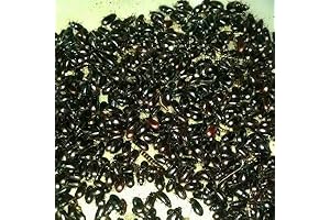 Black Buffalo Beetle Jar of 25