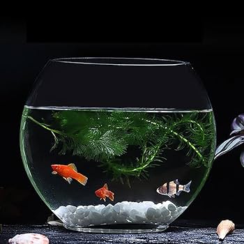 Amazon | 金魚鉢 メダカ 水槽 花瓶 フラワーベース おしゃれ