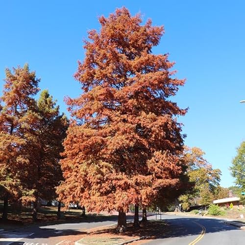 Brighter Blooms - Dawn Redwood Tree, 3-4 ft, No Shipping to AZ