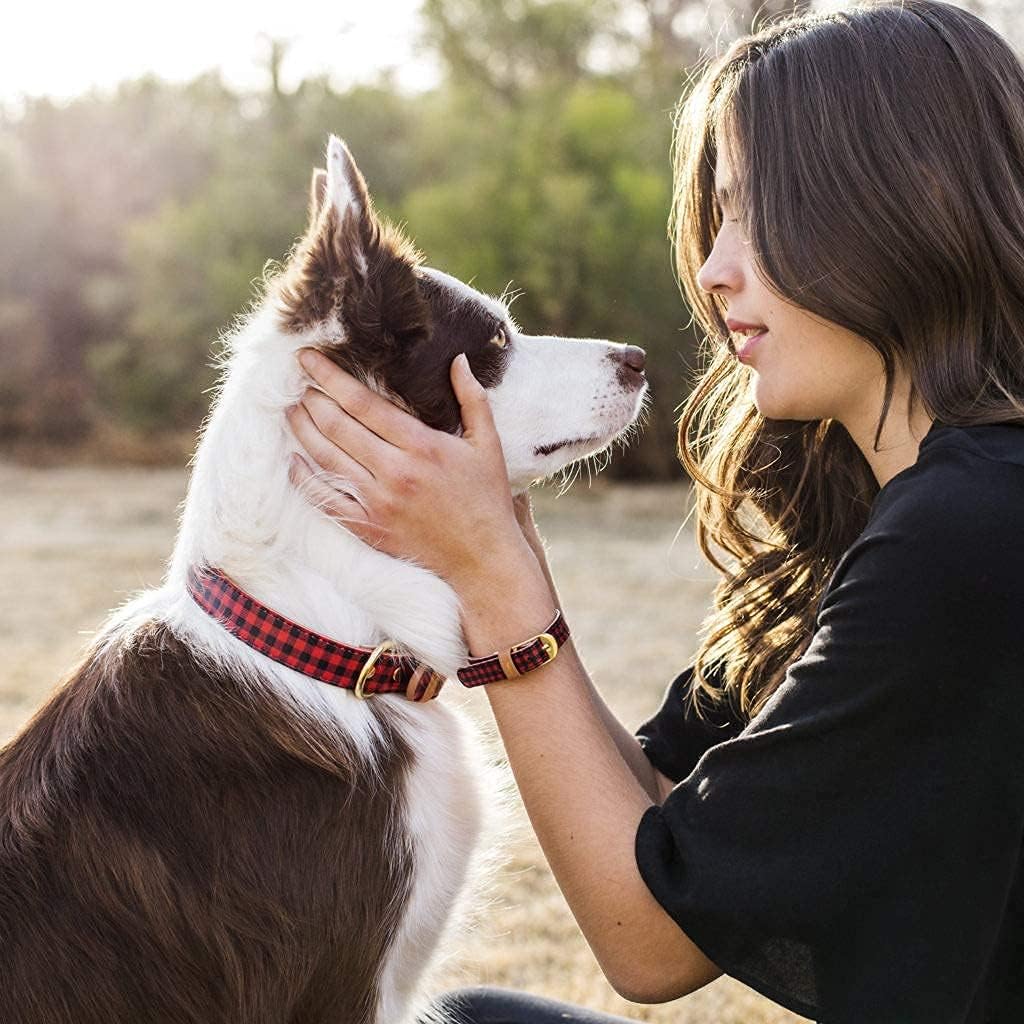 FriendshipCollar Dog Collar and Friendship Bracelet - The Hipster Pup - X Large