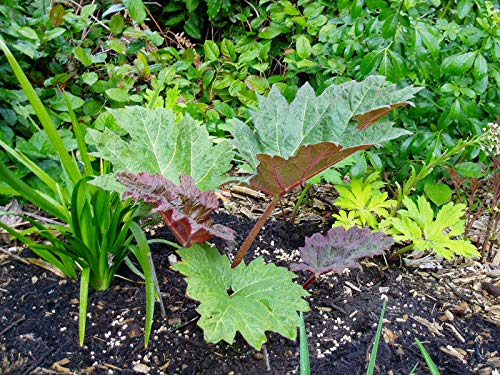 2 x Bog Plants - Including a pot and compost - Live Water Plant Aquatic Pond Lake Marginal (Rheum Palmatum)
