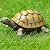 Jumiz Turtle Garden Statue,Outdoor Decoration for Backyard/Patio/Pond/Lawn,Indoor Tortoise Figurine Sculpture Colloction for Floor or Tabletop