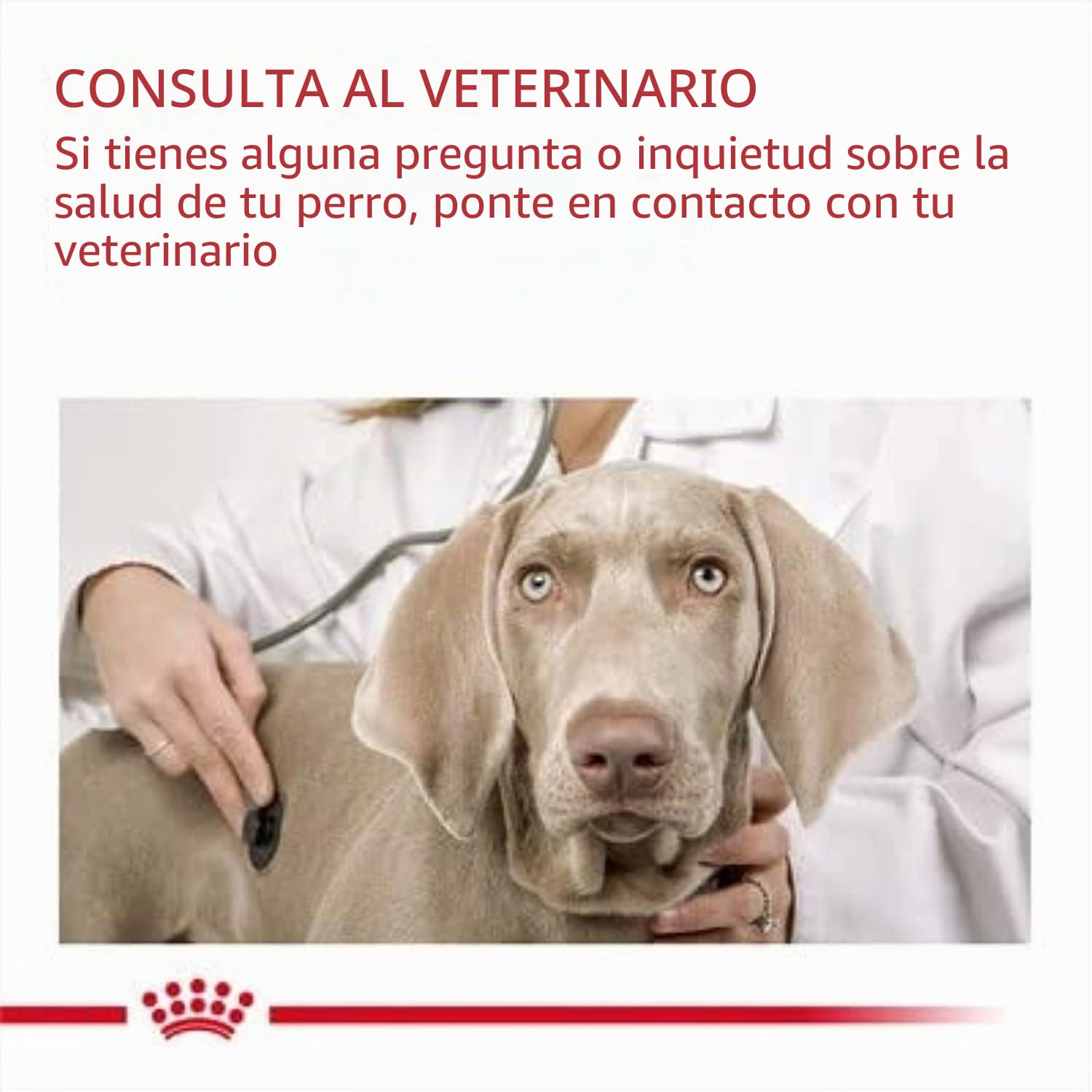 Royal Canine Adult Digestive Care Medium 12KG