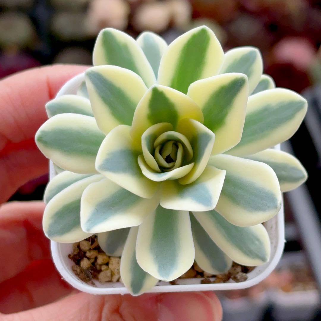 Amazon.co.jp: オロスタキス 富士錦 抜き苗 5cm鉢 多肉植物 : DIY
