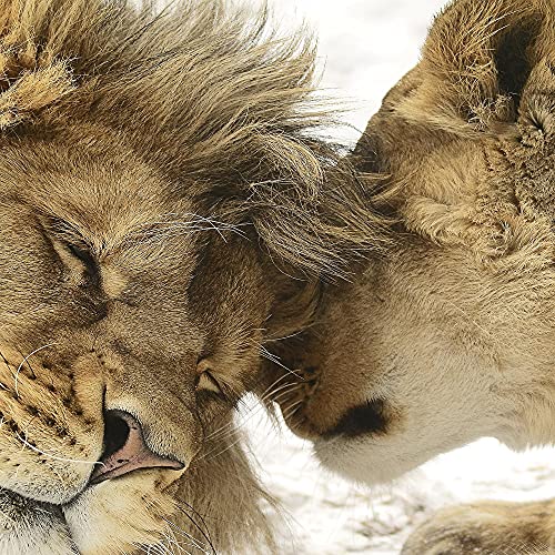 Runa Art - Quadri Leoni Amore 200 x 100 cm 5 Pezzi...