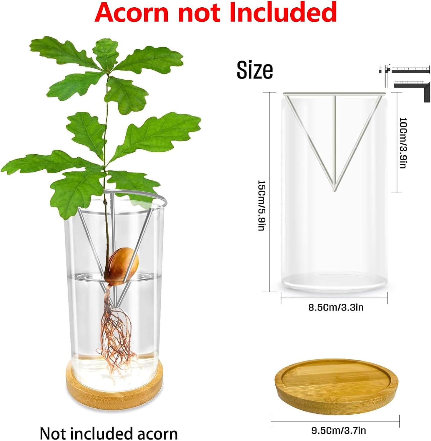 Glass Acorn Sprouting Seed Starter Vase - Acorns Tree Growing Kit with Base, Hydroponics Terrariums Pot Deco Indoor Unusual Gift for Gardening Lovers (Not Included Acorn