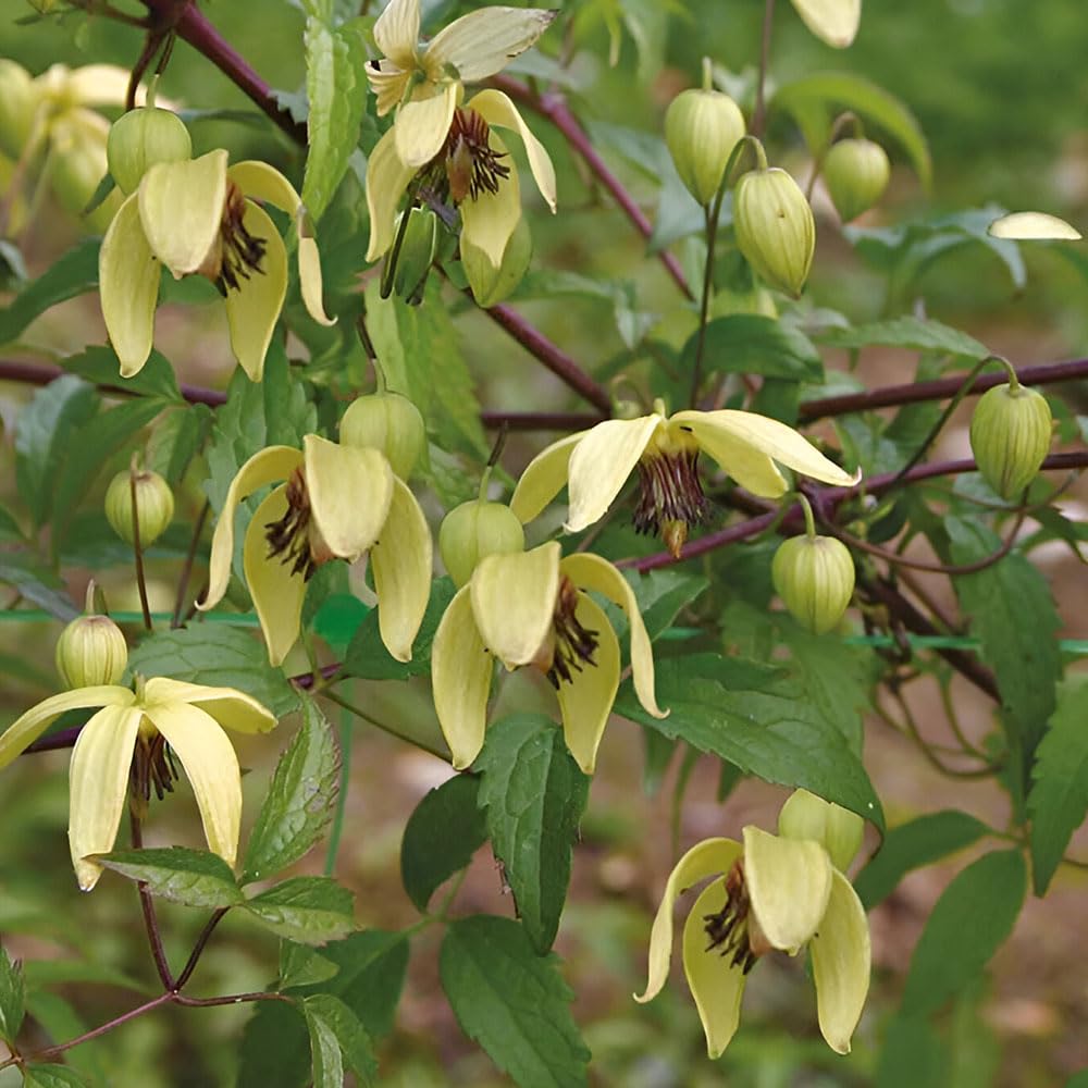 Clematis Korean Beauty Seeds – Flowers from First Year Onwards – Hardy Perennial – for Your Beautiful Garden