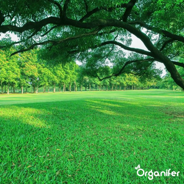Organifer Herstelgazon Graszaad – Resilient (1 Kg Voor 50 M2), Gazonreparatiezaadmix, Milieuvriendelijk Gazonzaad, Onderhoudsarm Graszaad, Dichte Dekking, Duurzaam En Slijtvast, Nak-Certificering - Afbeelding 4