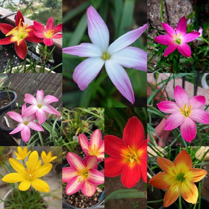 Rain lily plants live with flowers,Zephyranthes - All Season multicolour Flower Bulbs (Pack of 10)-image-21
