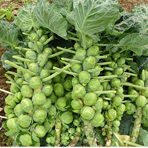 SEEDSOWN 100pcs China Rare Brussels Mini Sprouts Seeds Household Products Bonsai Garden s Vegetables High Protein Content Nutrient