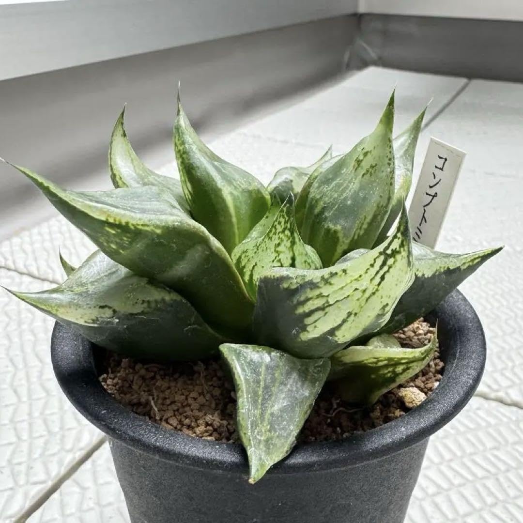 Amazon.co.jp: 多肉植物 ハオルチア 裏般若 B型コンプト