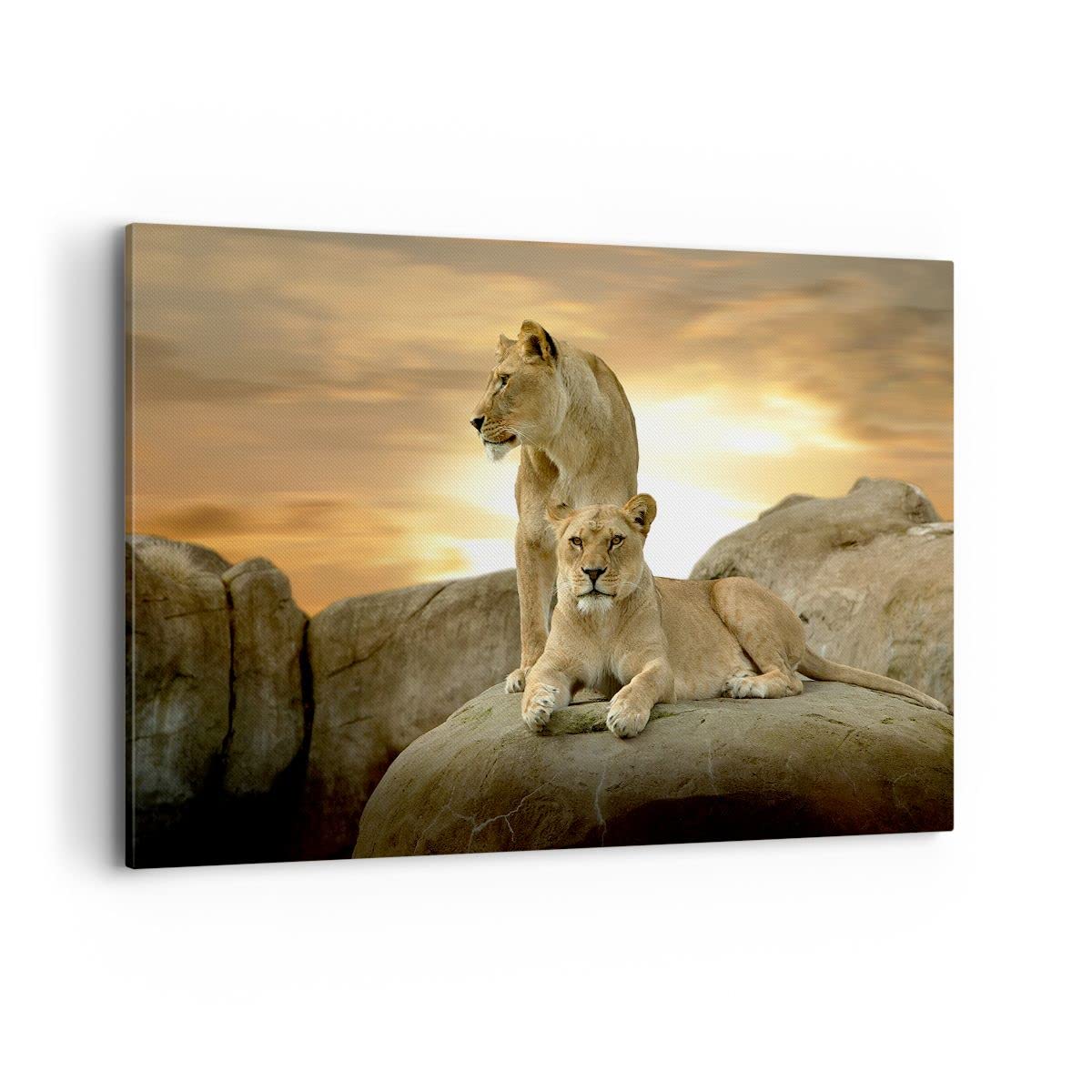 Cuadros Decoracion Salon Leones puesta de sol rocas garras Lienzos decorativos 120x80cm Cuadro Sobre Lienzo Moderno Dormitorio Cuadros Pared Imágenes Wall Art Prints Decor Grande XXL AA120x80-2958