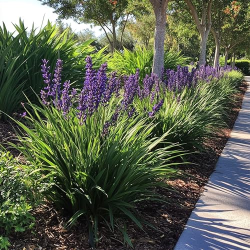 Super Blue Liriope - 10 Live Plants - Drought Tolerant Ground Cover Grass