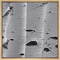 SIGNWIN Framed Canvas Wall Art White Birch Forest Tree Bark Nature Texture Photography Minimalism Modern Closeup Dramatic Black and White for Living Room, Bedroom, Office - 16