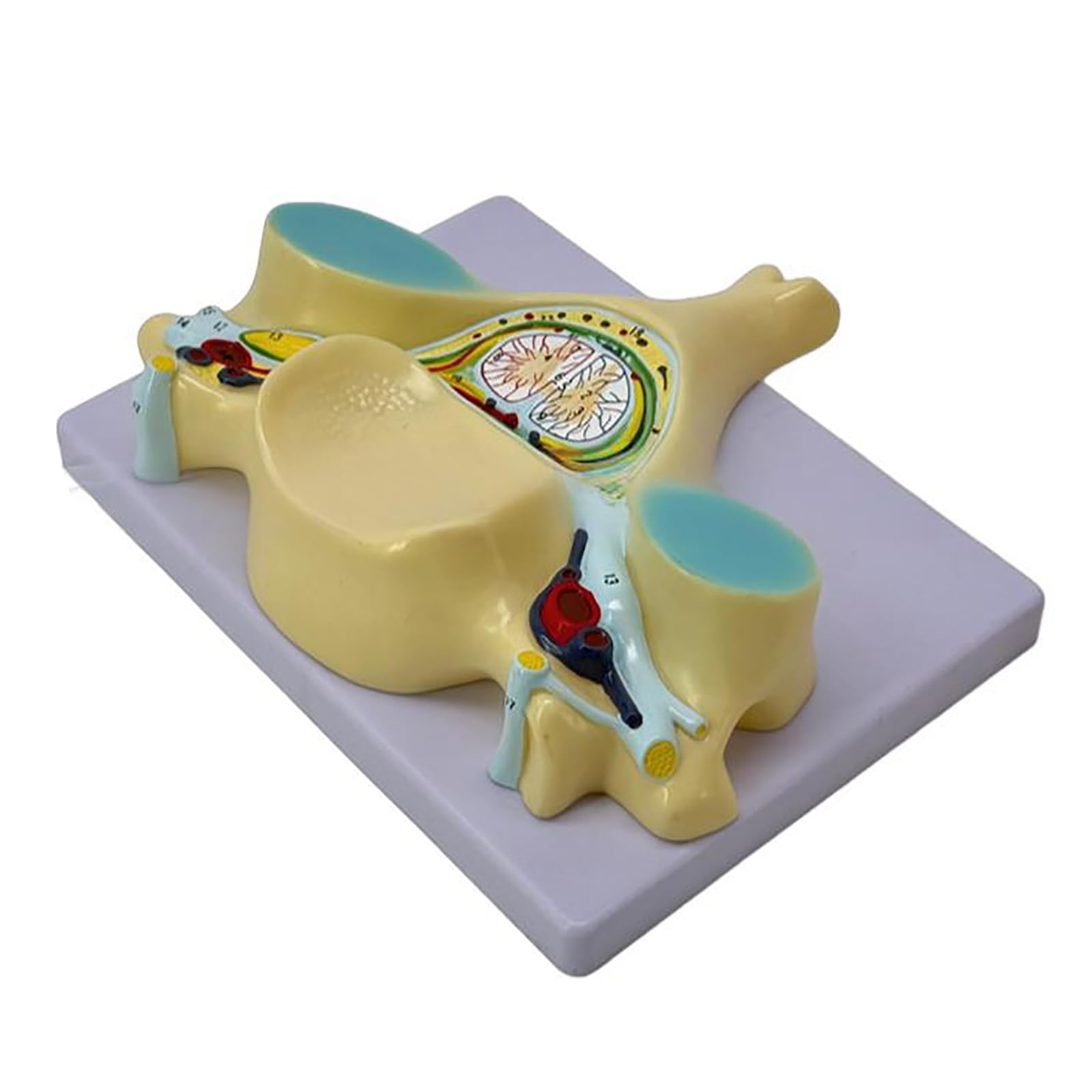 Model Kręgu Szyjnego W 7-krotnym Powiększeniu, Anatomiczny Model Piątego Przekroju Kręgu Szyjnego Człowieka, Dokładna I Realistyczna Struktura, Wytrzymały Materiał PVC, Dla Studentów Medycyny