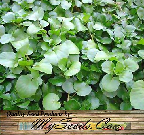 Big Pack - (20,000) True Watercress Upland Cress Seed - Nasturtium Officinale Seeds, Open Pollinated Seeds - Non-Gmo Seeds By Myseeds.co (Big Pack - True Watercress) #TOP4